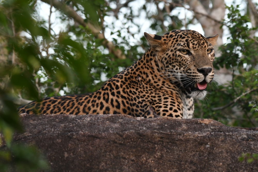 leopard-capture-sri-lanka-kumana-national