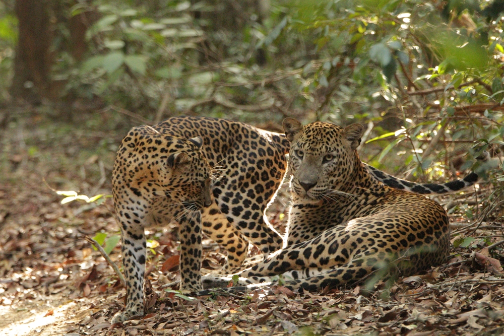 sri-lankan-leopards