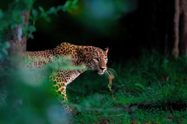 The,Sri,Lankan,Leopard,Is,A,Subspecies,Of,Leopard,Found