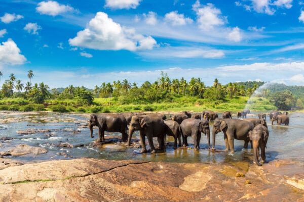 Uda Walawe National Park