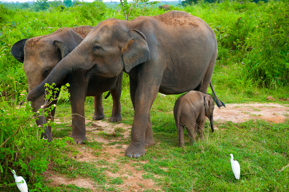 Uda Walawe National Park