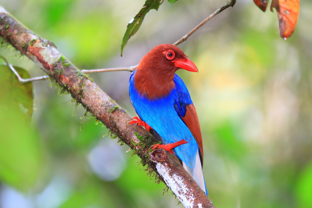 Ceylon Blue Magpie