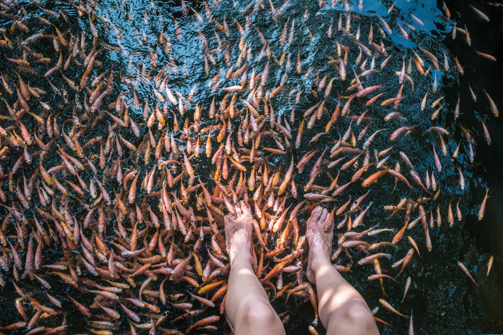 Fish Spa