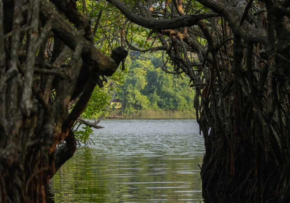 Mangrove,Swamp,Along,The,Madu,River,Near,Bentota,,Southern,Sri