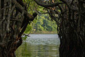 Mangrove,Swamp,Along,The,Madu,River,Near,Bentota,,Southern,Sri