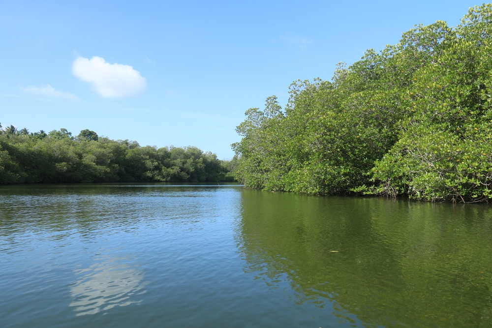 Madu River safari