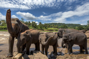 Pinnawala,,Sri,Lanka,-,November,6,,2015,:,Elephants,From