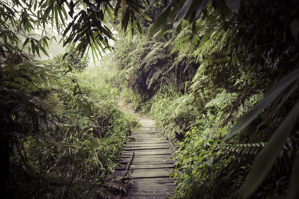 Sinharaja rainforest in Sri Lanka