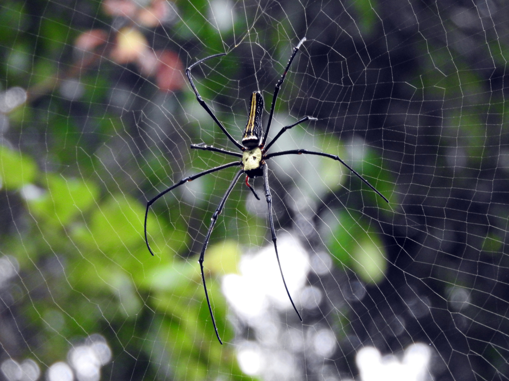 Spider found in Sinharaja Forest