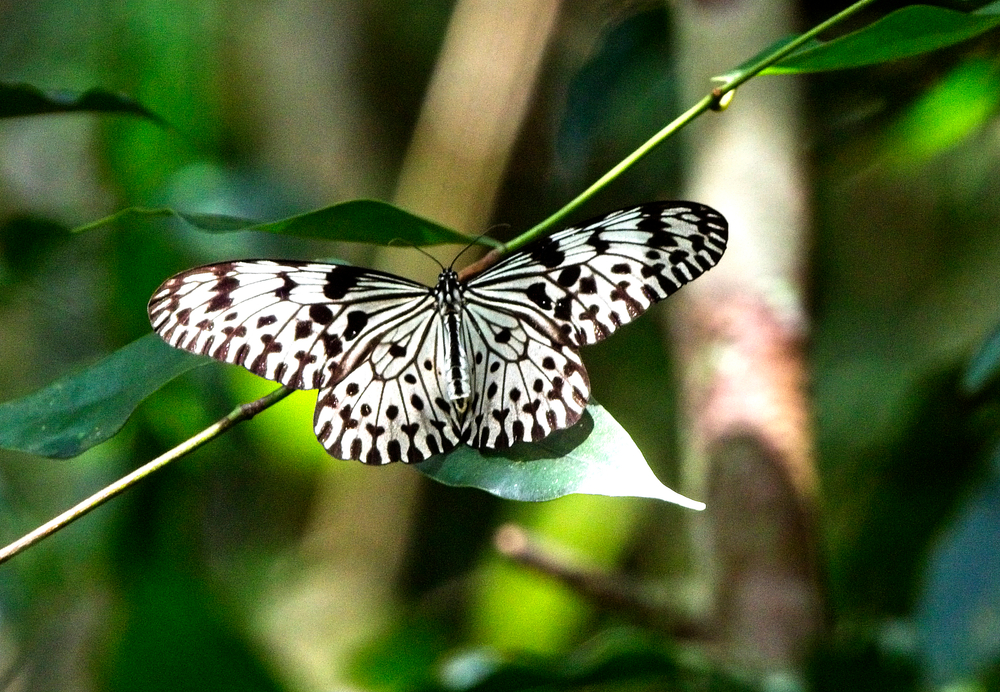  Tree-Nymph butterfly 