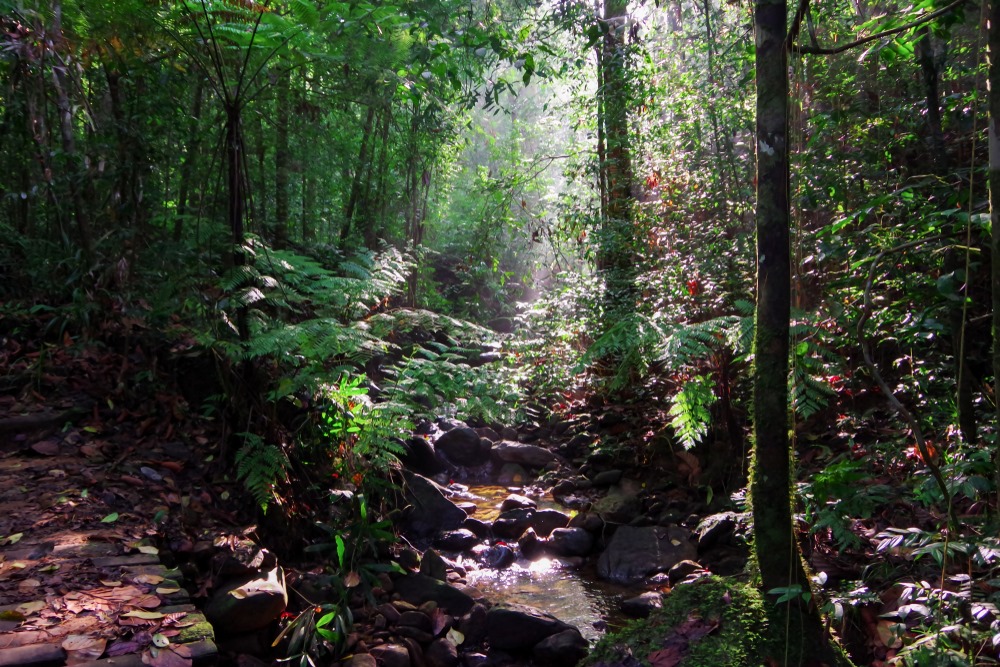 sinharaja forest reserve