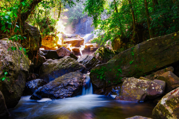 sinharaja rain forest sri lanka