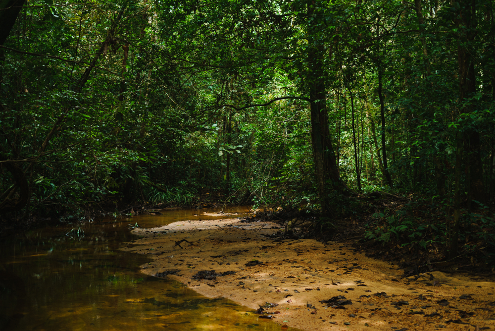 sinharaja rain forest sri lanka